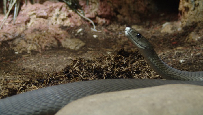 Black Mamba