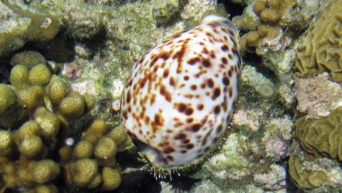 Cone Snail 
