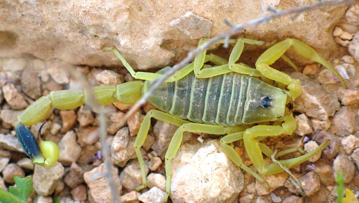 Deathstalker Scorpion