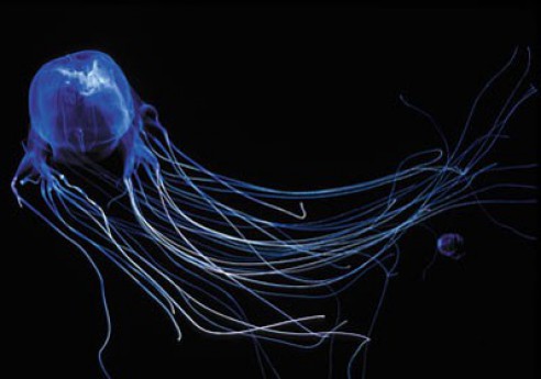 Box Jellyfish