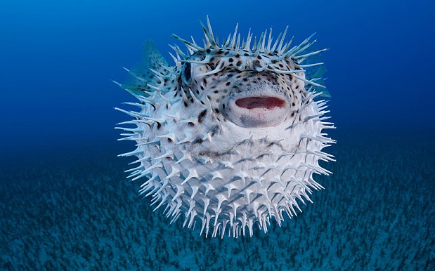 Puffer Fish