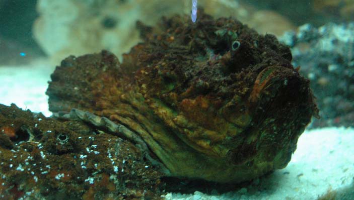  Stonefish