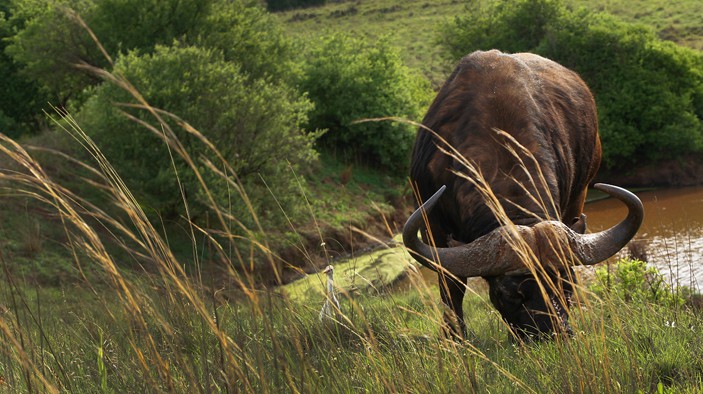 Cape Buffalo