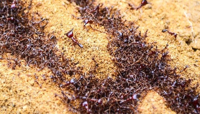 Siafu Ants