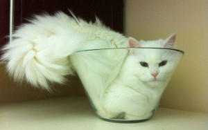 10 Pets Stuck In Very Odd Places