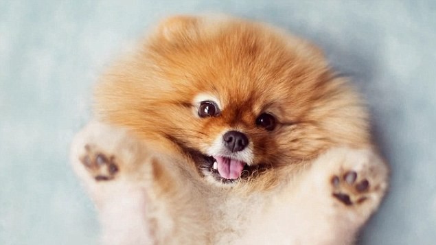Pomeranian