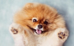 The 10 Smallest Dog Breeds. So Cute!