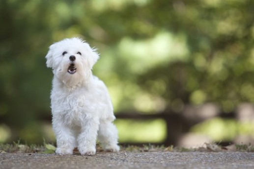 Maltese