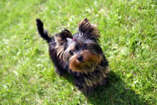 Yorkshire Terrier