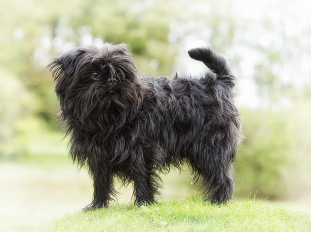 Affenpinscher