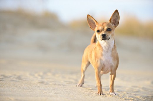 Chihuahua