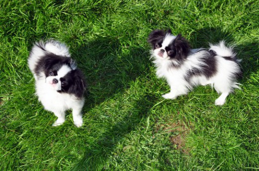 Japanese Chin