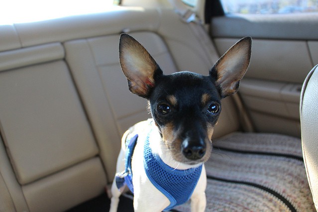 Toy Fox Terrier