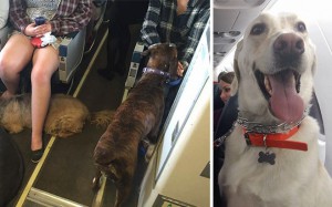 This Airline Broke Its Rule About Pets For A VERY Important Reason