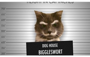 10 Adorable Animal Mugshots