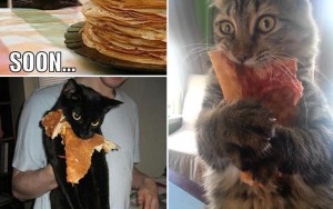 10 Cat Thieves Caught In The Act