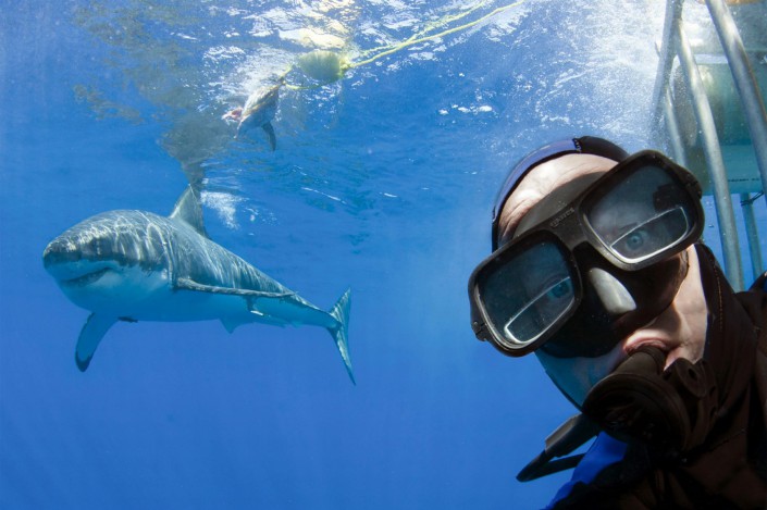 With White Shark. Guadeloupe, Mexico