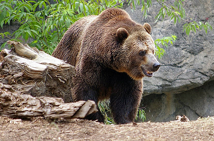 Keep a brown bear as a pet