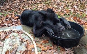 10 Extremely Cute Dogs Who Just Need A Day Off